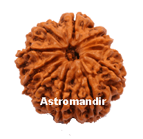 eleven face rudraksha, eleven mukhi rudraksha, eleven mukhi rudraksh