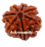 seven face rudraksha, seven mukhi rudraksh, seven mukhi rudraksha