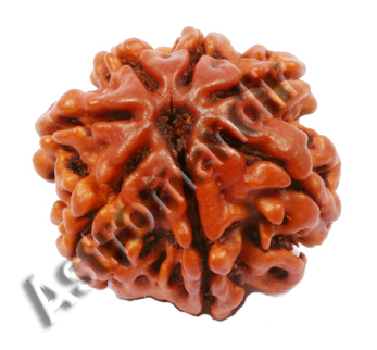 seven mukhi rudraksha
